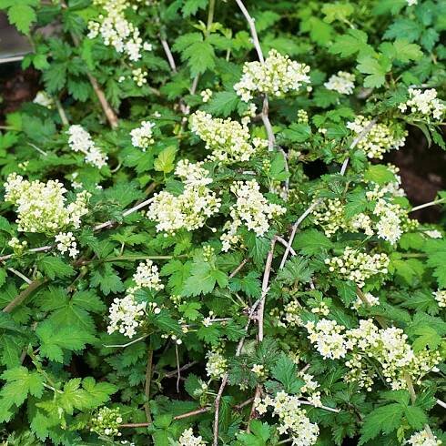 Stephanandra incisa 'Crispa' 