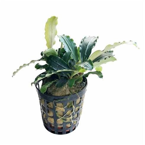Bucephalandra Theia