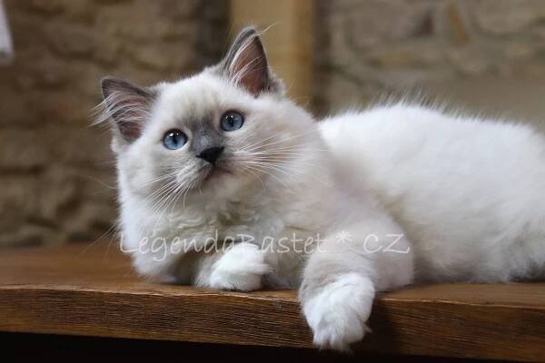 Koťátka ragdoll na prodej