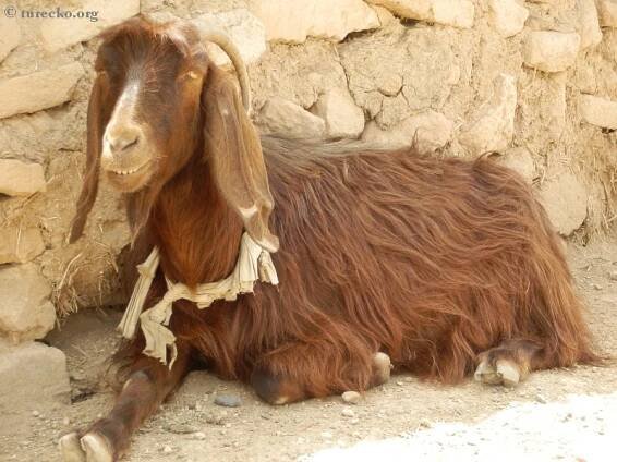 Harran