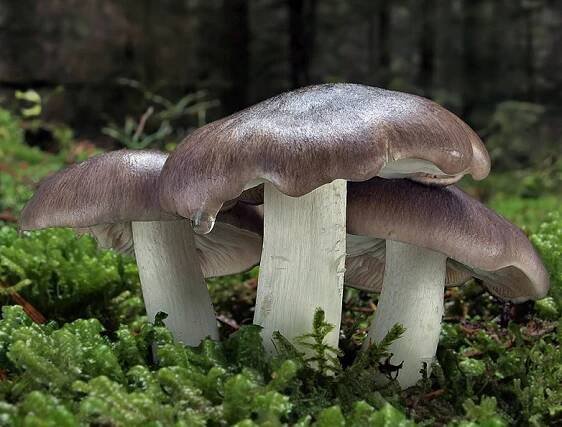 Čirůvka havelka (Tricholoma portentosum)