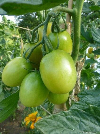 Lilek rajče Pollicino (Solanum lycopersicum)