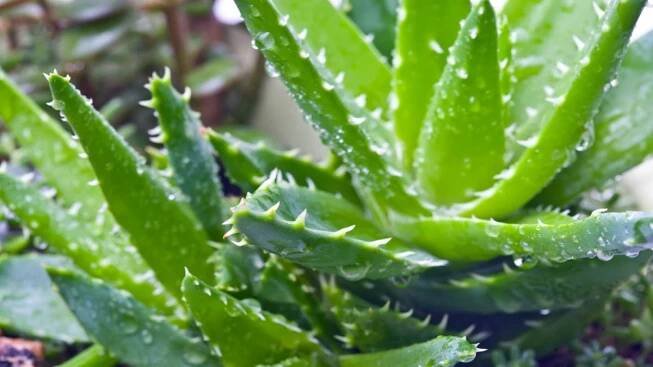 Rostlina nesmrtelnosti aloe vera: Čarodějka, která si hravě poradí s různými neduhy