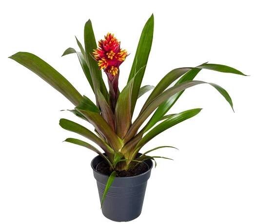 Bromélie, Guzmania Mixxta, žluto - červená, na prodej | ZAZUMi.cz
