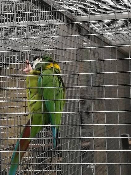 V Bošovicích je rušno. Papoušci lákají svým zbarvením i vřískotem, podívejte se