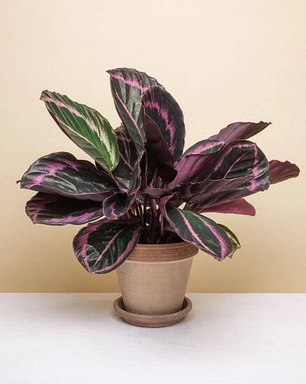 Calathea Medallion - dottie