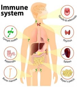 imunita