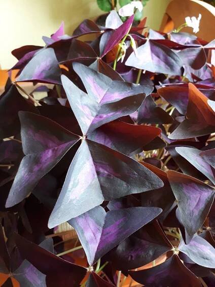 Pokojovky: Šťavel purpurový- Oxalis triangularis.