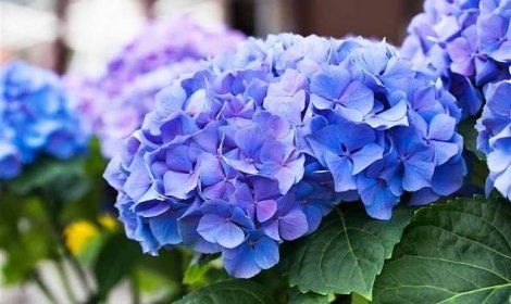 Hortenzie zahradní EARLY BLUE