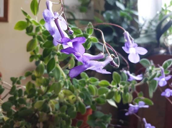 Pokojovky: Streptocarpus saxorum.