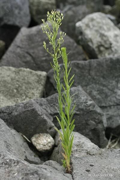 Turanka kanadská (Conyza canadensis)