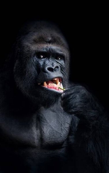 Nejlepší snímek přírody. Pilotní ročník Czech Nature Photo vyhrála fotografie kaloňů ze Senegalu