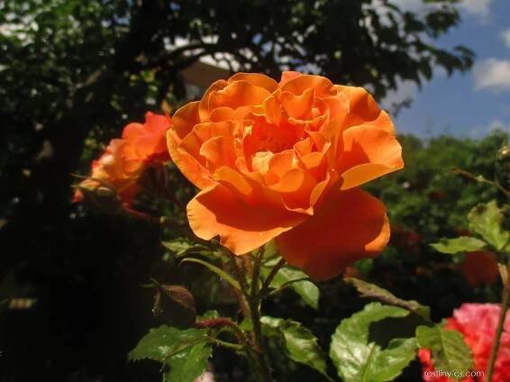 Růže Westerland - Sadové růže (Rosa), květy, květenství