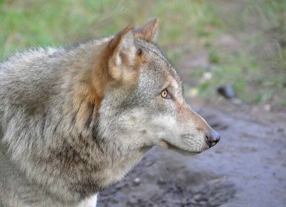Soubor:Canis lupus lupus qtl2.jpg – Wikipedie
