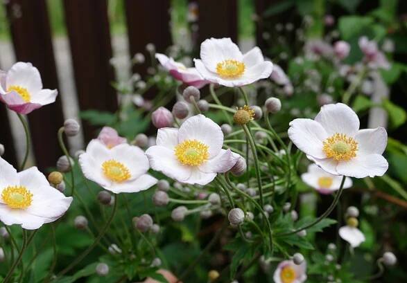 Japonská sasanka: fotografie, výsadba a péče, popis, odrůdy (Anemone, Pamina, Prince Heinrich, Koenigin Charlotte), jak se množit, recenze