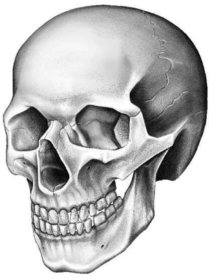 3 Easy Ways to Draw a Skull in Procreate | Desenho caveira, Tatuagem de caveira e flores, Arte com caveiras