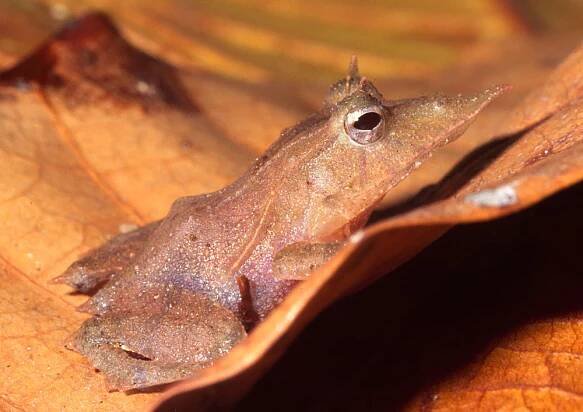 Solomon Island's leaf frog