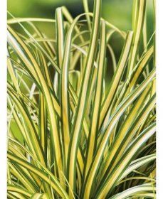 OBI Ostřice ošimenská (Carex oshimensis) "Evergold" pr. cca 12 cm