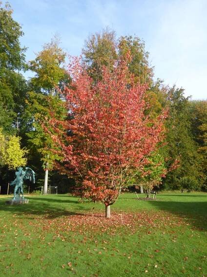 Parrotia persica 'Vanessa'
