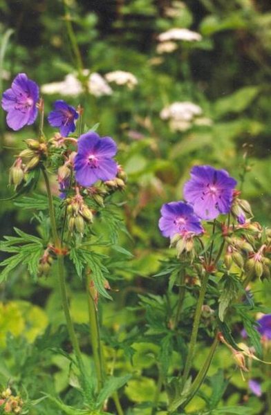 PKR/Geranium pratense