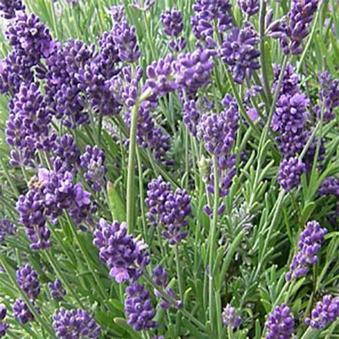 Lavandula angustifolia 'Munstead' - Evergreen Nursery