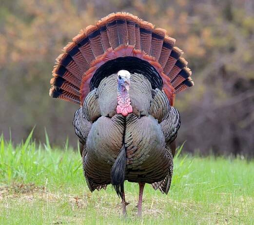 Profitez D'un Moment Paisible Pendant La Chasse Au Dinde Fond d'écran
