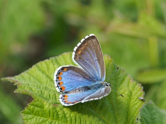 Modrásek jetelový – Polyommatus bellargus – fotogalerie – Motýli a Krajina nejen Brněnska