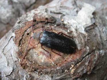 Odborníci objevili na Šumavě další vymizelé druhy brouků