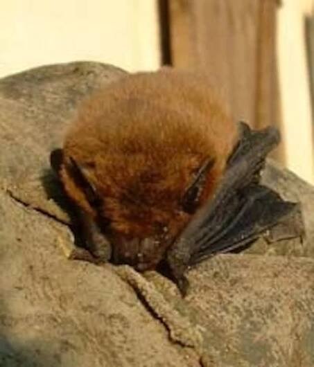 Yangochiroptera