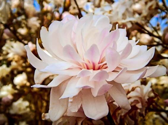 Centennial Blush Magnolia