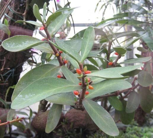 Hydnophytum formicarum