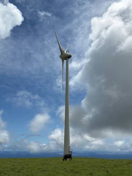 A wind turbine stands tall above a grazing cow.