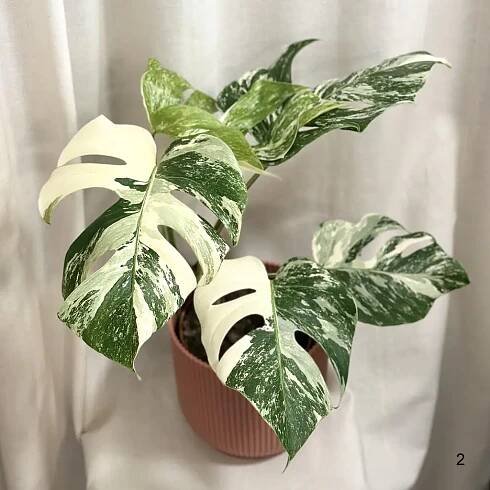 Monstera deliciosa ‘Albo-Variegata’ halfmoon a celé bílé listy