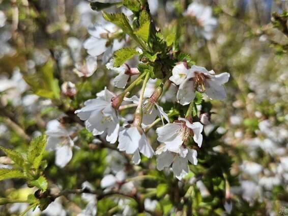 Sakura - skladem, růžové květenství, Strana 4