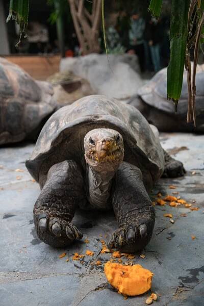 FOTO: Zvířata v pražské zoo měla dýňové hody
