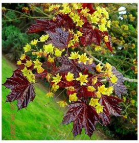 Acer platanoides 'Royal Red', javor mléčný, výška kmínku 100 cm, kontejner - Zahrada Výstaviště | Zahradnictví Přerov