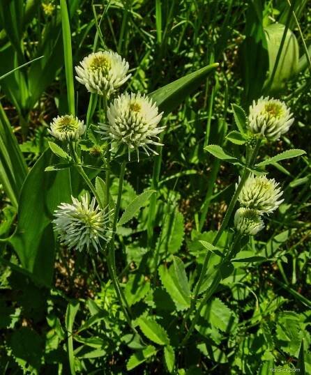 Jetel horský (Trifolium montanum)