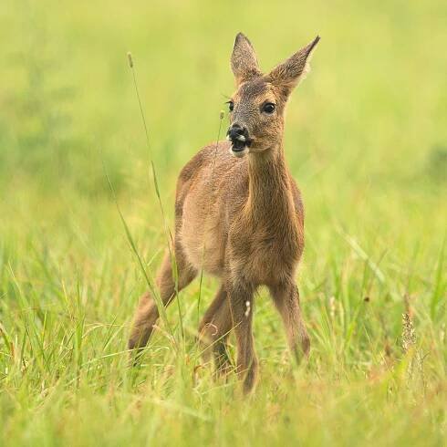 Sudokopytníci jelenovití | Štěpán Mikulka | Wildlife fotograf