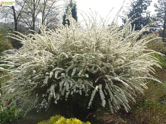  Tavolník popelavý - Spiraea x cinerea 'GREFSHEIM' (kont. 9x9 cm)