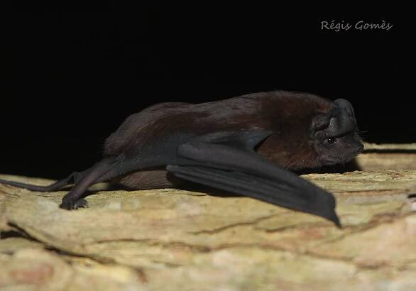  Le Molosse commun (Molossus molossus) et le Tadaride du Brésil (Tadarida brasiliensis) deux espèces fissuricoles pouvant squatter les habitations.