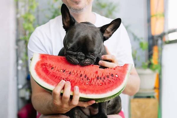 Může pes meloun? - uVeterinarky.cz