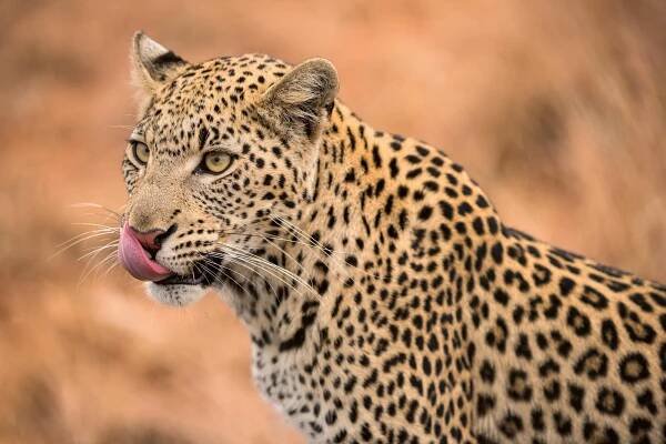 Samice leoparda