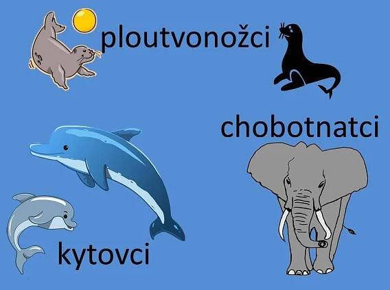 Ploutvonožci, kytovci … – Materiály pro žáky ZŠ
