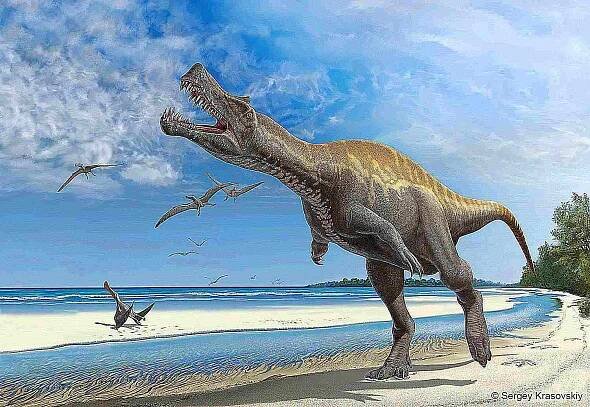 An irritator looks irritated walking on a sandy beach