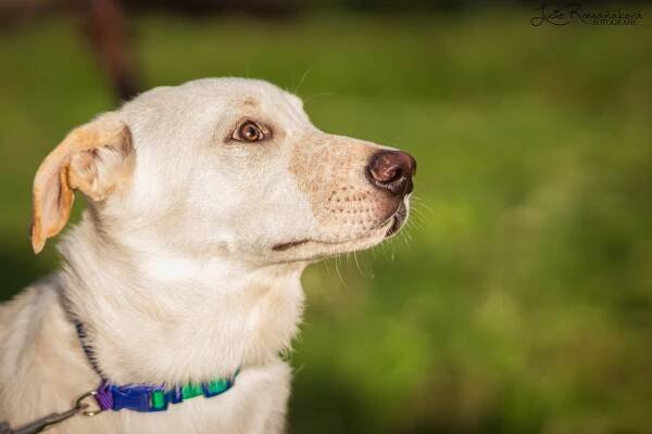 Barney – adoptovaný | Pes nejvěrnější přítel