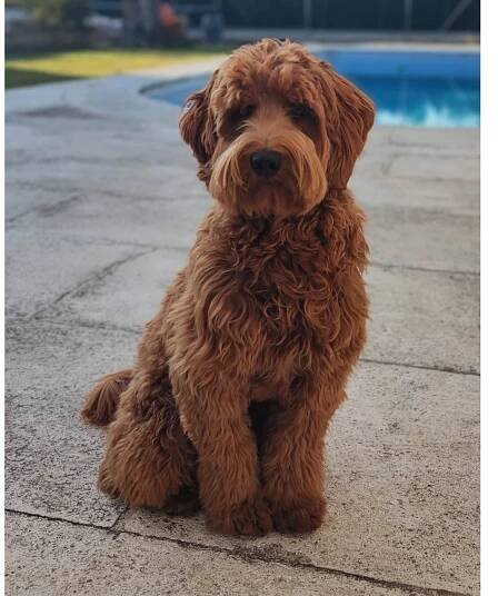 Gallery – FOREVER LABRADOODLES