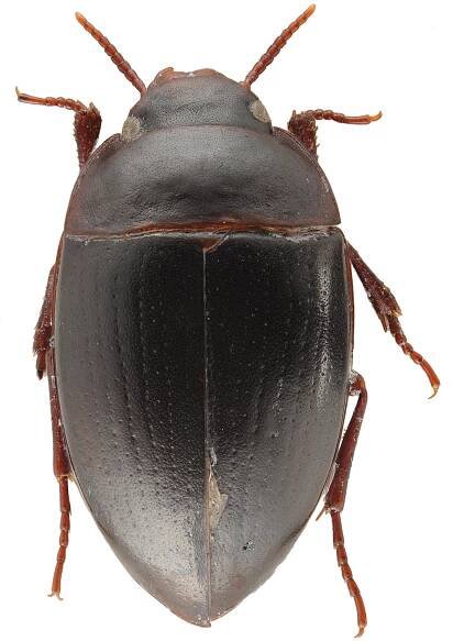 Aspidytes