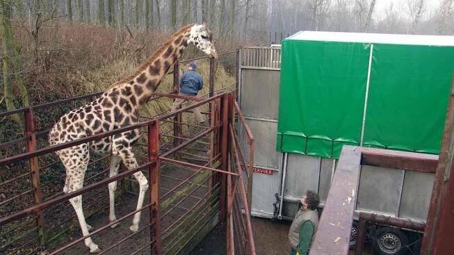 Žirafa z ostravské zoo se chystá na cestu do světa...