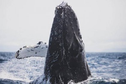 Záhadné samovraždy veľrýb sú konečne objasnené. Na vine je armáda | TOPdesať