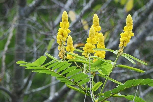 In praise of the colour yellow | Kaj Halberg